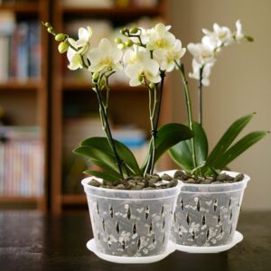 Orchid Pot, 8 Inch 4 Pack Orchid Pots with Holes and Saucers, Clear Plastic Orchid Pots